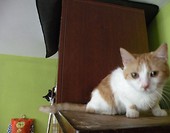 Z Pelusiem na drugim planie