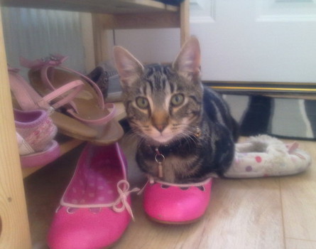 kot w butach