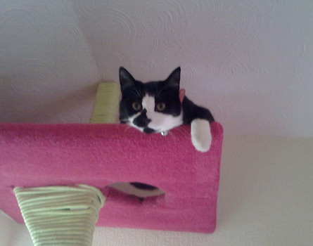 Smudge