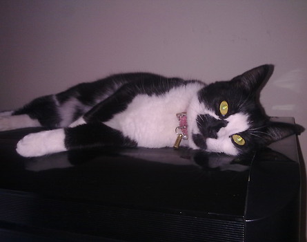 Smudge