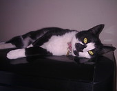 Smudge
