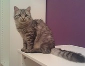 Majki