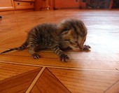 BORYS