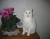 Smerfetka lubi kwiatki
