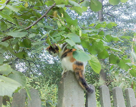 Rutututu
