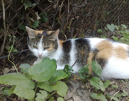 Rutututu