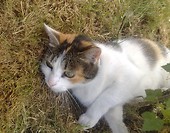 Rutututu