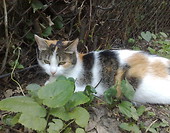 Rutututu