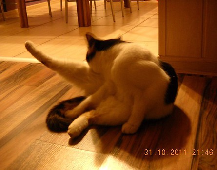 Wieczorny pilates