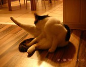 Wieczorny pilates
