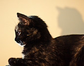 Profil