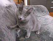 Demeter (nebelung)