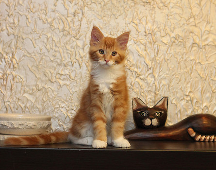 Diego