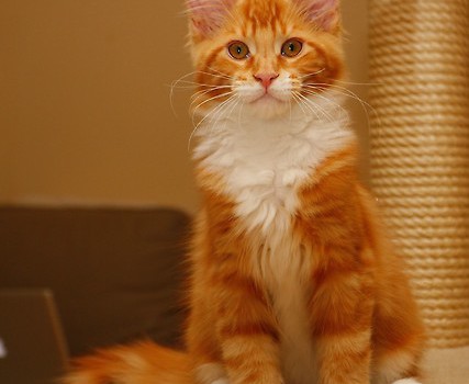 Diego
