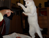 fight