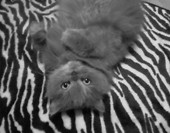 zeberka :)