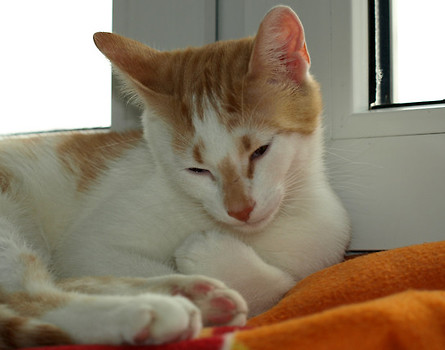 Zaspana