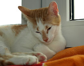 Zaspana