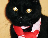 Kibicuje Naszym! :P