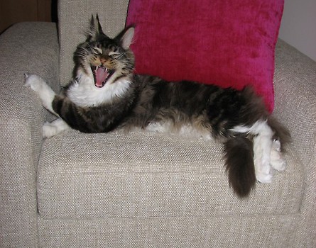 Lew salonowy … :))