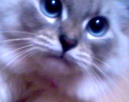 Chelsea