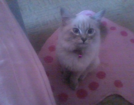 Chelsea
