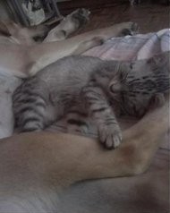 Whiskas i Nadia