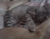 Whiskas i Nadia