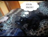 co ja pacze