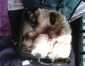 Wszęszie dobrze ale w torbie od laptopa najlepiej :)