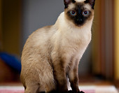 Modelka