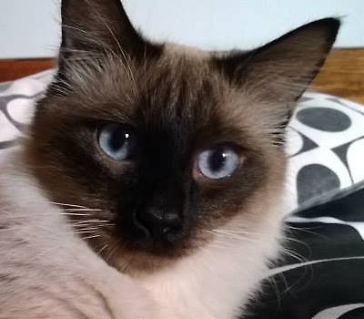 olo