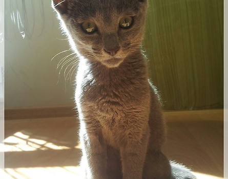 Raja