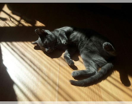 Raja