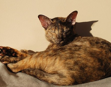 Coco mamusia