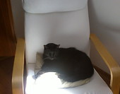 Tiger na tronie !