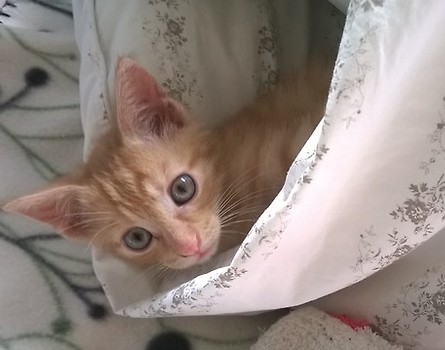 A kuku :3