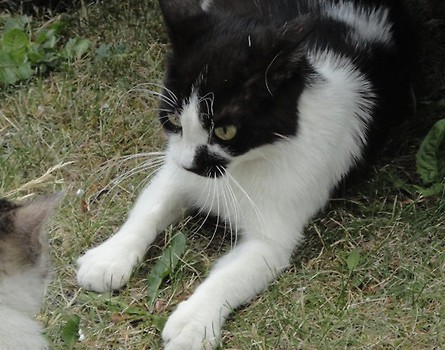 a akcji