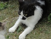 a akcji