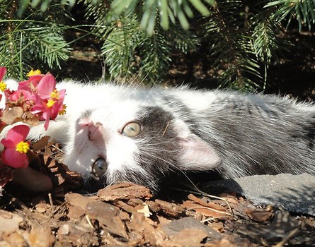 miau