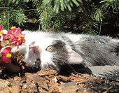 miau
