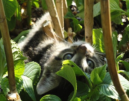 miau