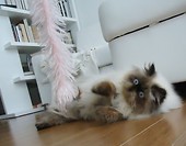 Zapasy w kat.piórkowej