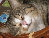 KITEK