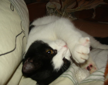 Steve