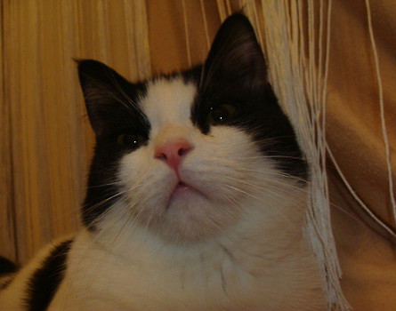 Steve