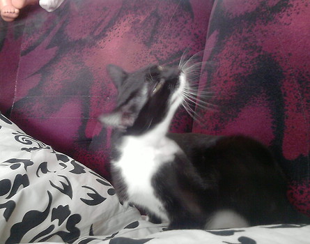 Kicunia :*