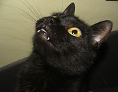 Vampy Cat :)