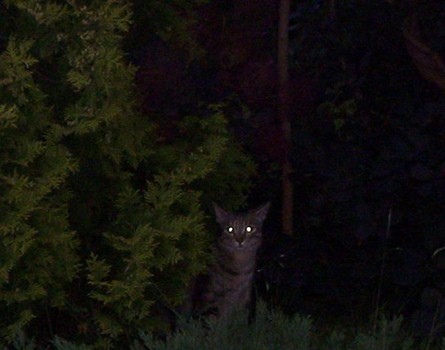 Nocą w ogrodzie