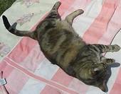 opalanko